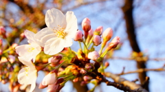 シリーズ桜10：ソメイヨシノ（染井吉野）