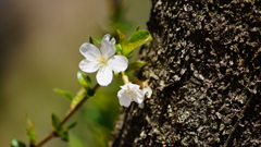 シリーズ桜29：エドヒガン（江戸彼岸）