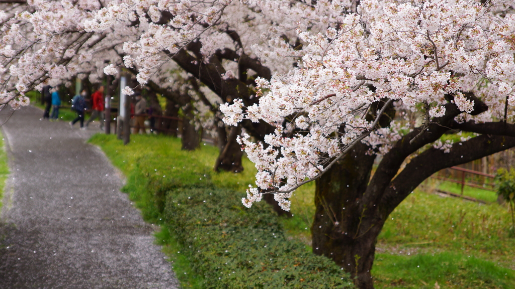 舞桜