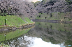 マイ桜ポイントNO2