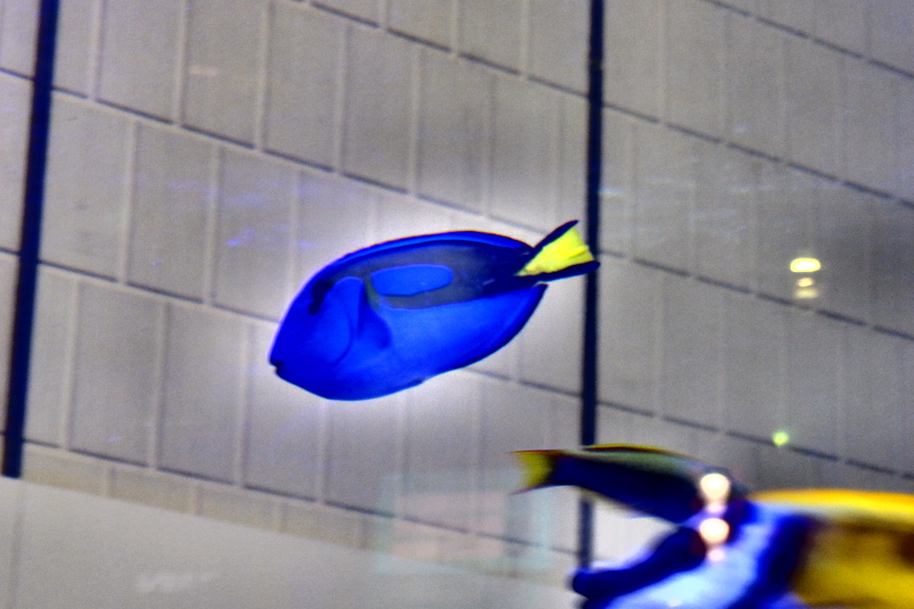 ファインディング ドリー！