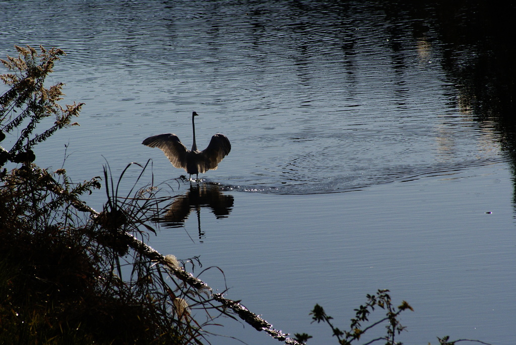Dance on the river2~ダイサギ