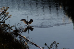 Dance on the river2~ダイサギ