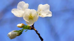 シリーズ桜11：アカミオオシマ（赤実大島）
