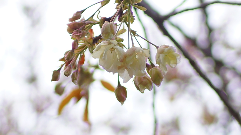 桜　鬱金