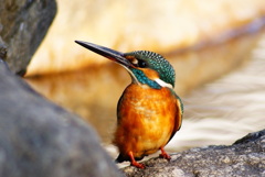 カワセミ