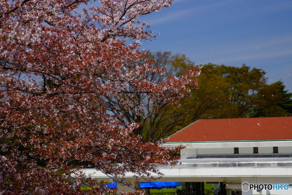 過行く桜の季節