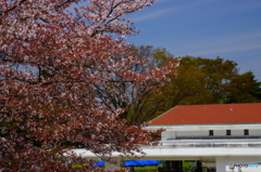 過行く桜の季節