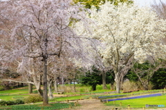 春陽の公園