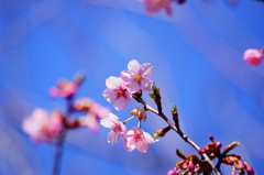 シリーズ桜3：シュゼンジカンサクラ（修善寺寒桜）