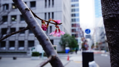 東京・日本橋に桜が咲いたよ-3
