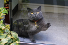 な！見られたニャ。