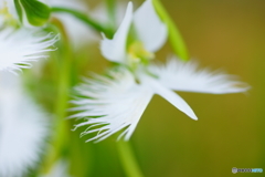 昭和記念公園　サギ草フェア４