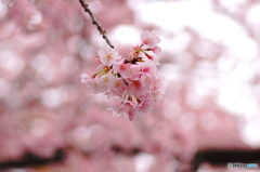 桜　ヒトフサ