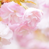 桜　松前八重寿