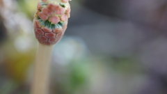 土筆