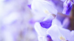wisteria violet-1