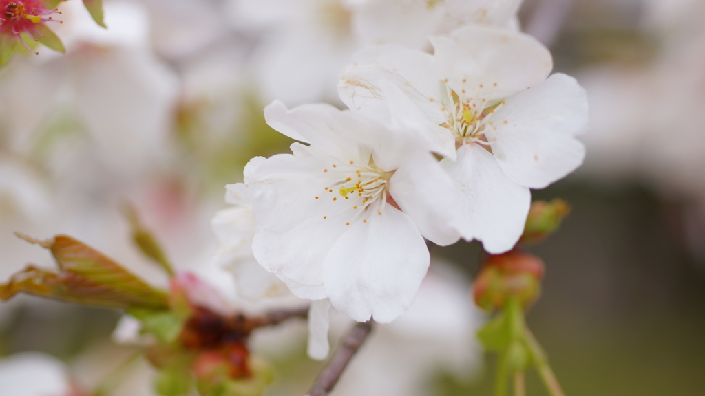 桜　白雪