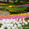 20160423　昭和記念公園70mm (68)