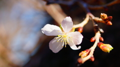 冬桜