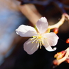 冬桜