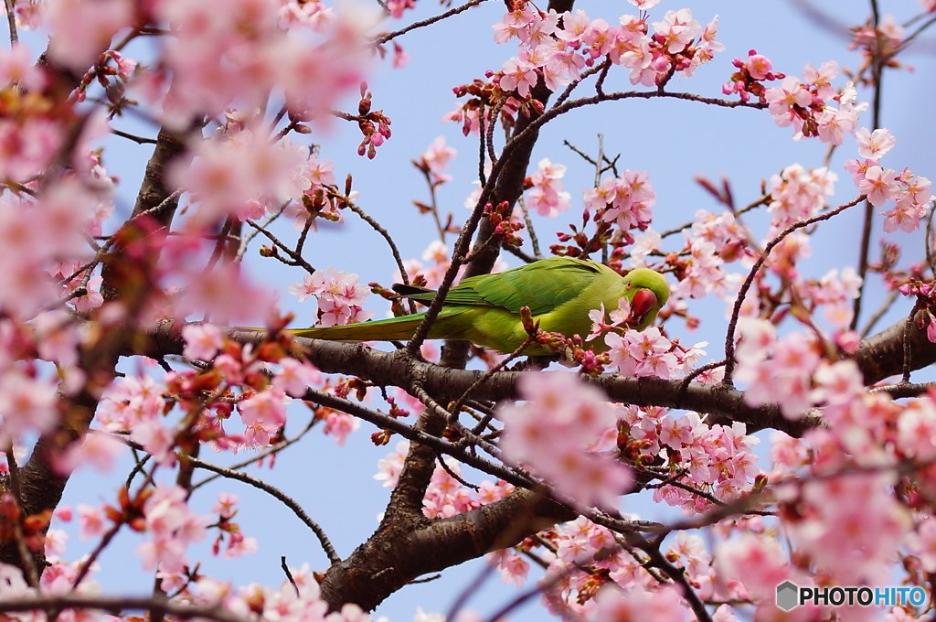 アオバトだと思ったらインコだったでござる