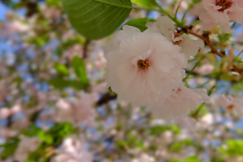 桜　一葉（イチヨウ）