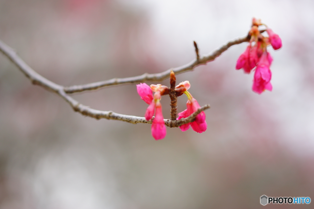 寒緋桜