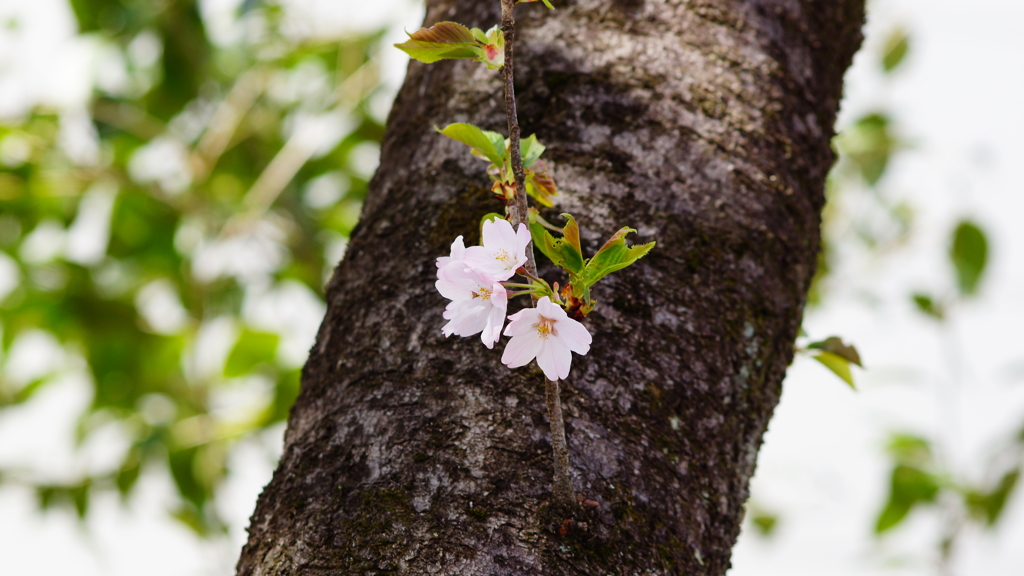 シリーズ桜26・ベニツルサクラ