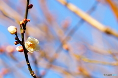 梅～八重野梅