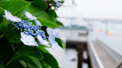 梅雨空に彩を