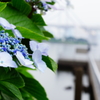 梅雨空に彩を
