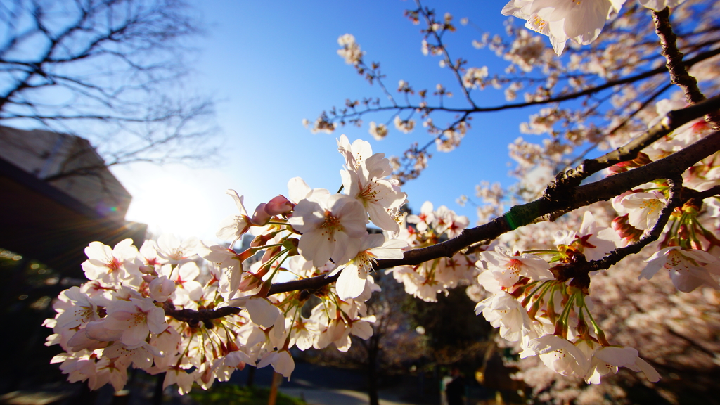 希望の朝日