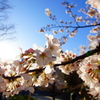 希望の朝日