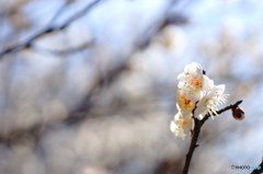 20160211　昭和記念公園70mm (26)