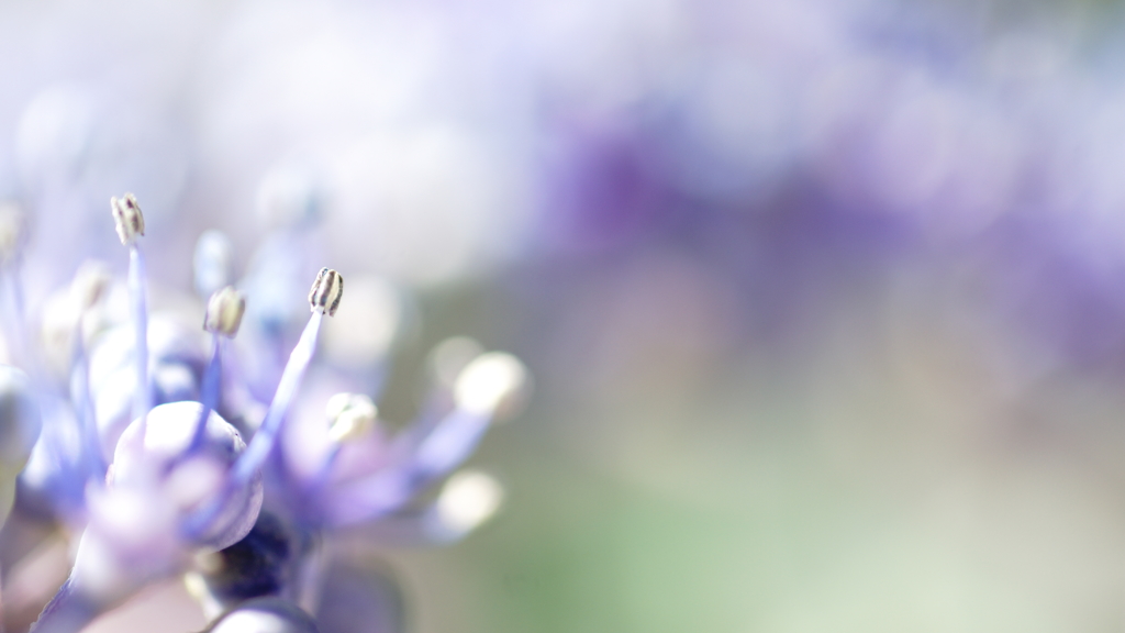 紫陽花
