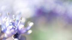 紫陽花