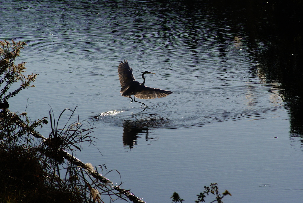 Dance on the river3~ダイサギ