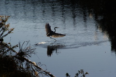 Dance on the river3~ダイサギ