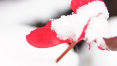 Rouge et blanc