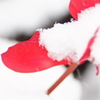 Rouge et blanc