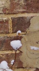 降り積もる雪