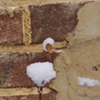 降り積もる雪