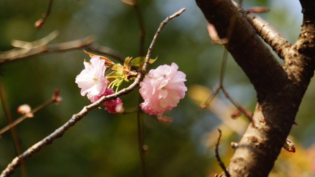 シリーズ桜35：ベニシグレ（紅時雨）