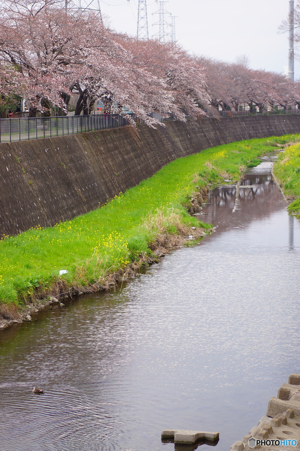 残堀川の桜並木