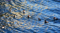 冬鳥がやってきたよ。