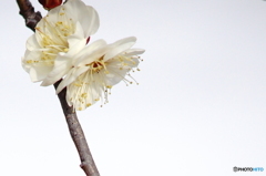 大輪の花