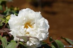 牡丹ー村松の雪