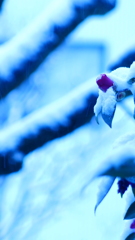 blue white