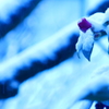 blue white